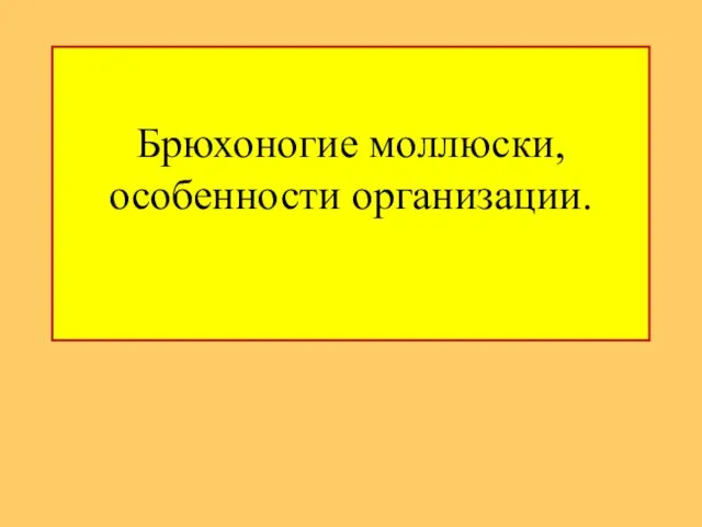 Брюхоногие моллюски, особенности организации.