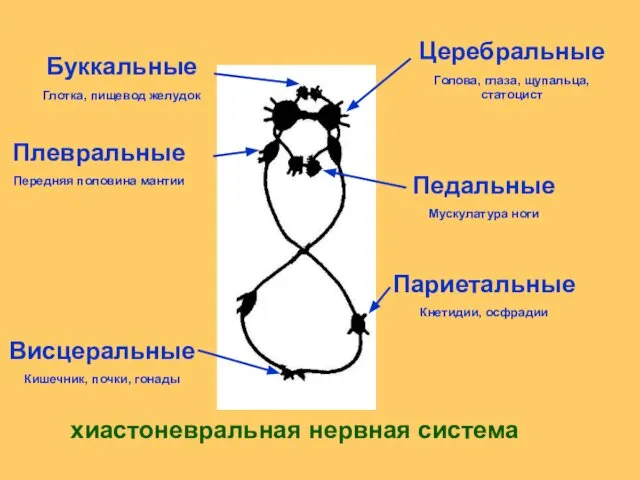 Церебральные Голова, глаза, щупальца, статоцист Буккальные Глотка, пищевод желудок Педальные Мускулатура