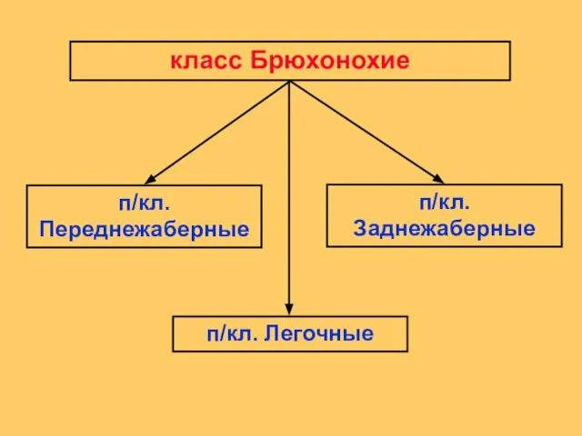 класс Брюхонохие п/кл. Переднежаберные п/кл. Заднежаберные п/кл. Легочные