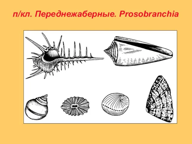 п/кл. Переднежаберные. Prosobranchia