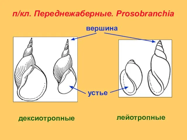 п/кл. Переднежаберные. Prosobranchia дексиотропные лейотропные устье вершина