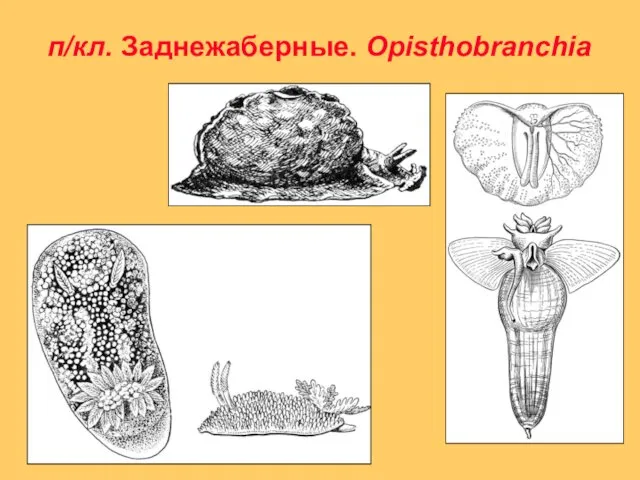 п/кл. Заднежаберные. Opisthobranchia