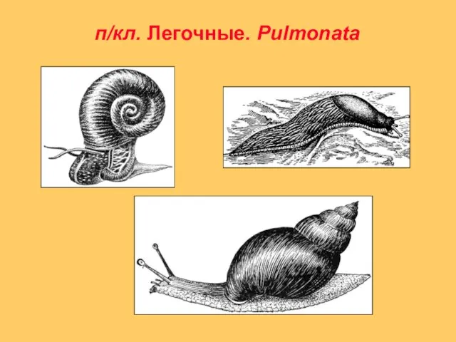 п/кл. Легочные. Pulmonata