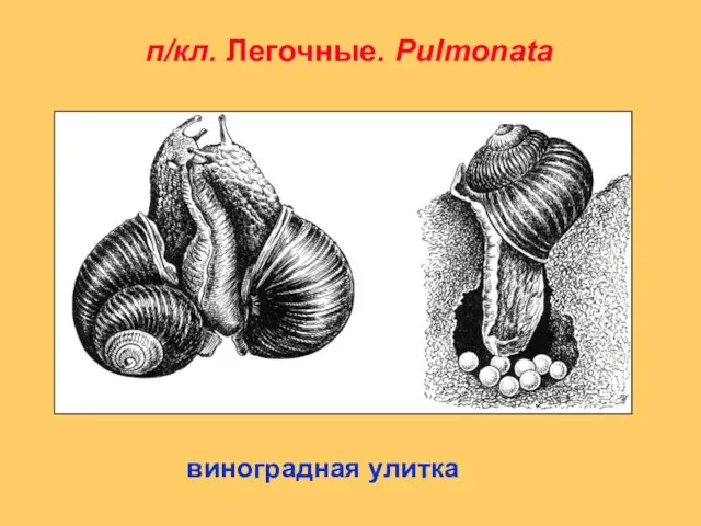 п/кл. Легочные. Pulmonata виноградная улитка