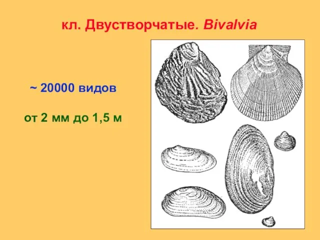 кл. Двустворчатые. Вivalvia ~ 20000 видов от 2 мм до 1,5 м