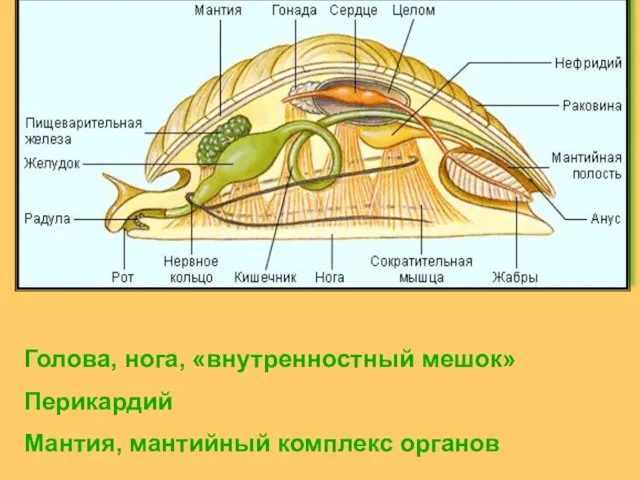 Голова, нога, «внутренностный мешок» Перикардий Мантия, мантийный комплекс органов