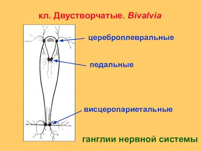 кл. Двустворчатые. Вivalvia цереброплевральные висцеропариетальные педальные ганглии нервной системы