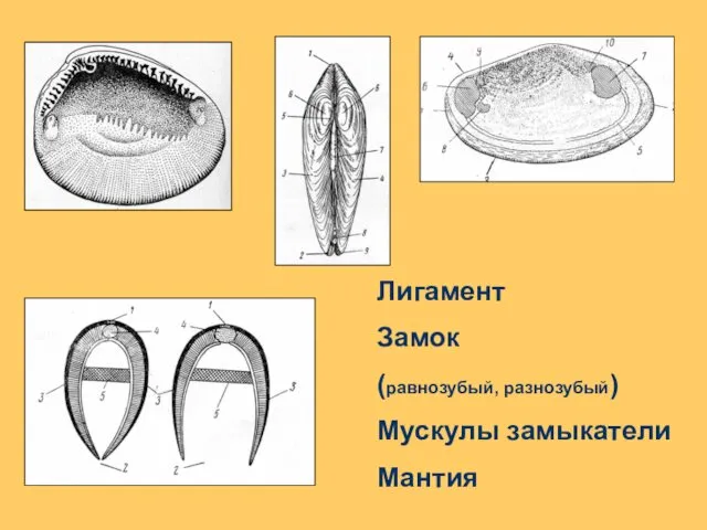 Лигамент Замок (равнозубый, разнозубый) Мускулы замыкатели Мантия