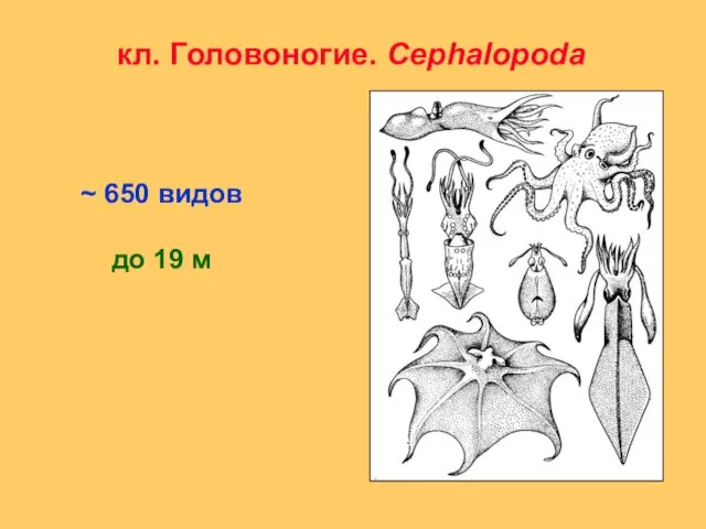 кл. Головоногие. Cephalopoda ~ 650 видов до 19 м