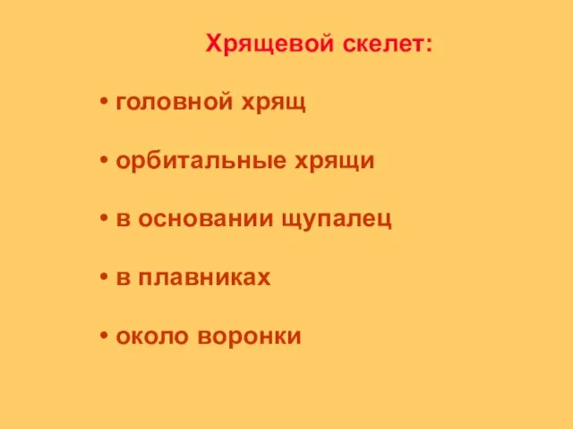 Хрящевой скелет: головной хрящ орбитальные хрящи в основании щупалец в плавниках около воронки