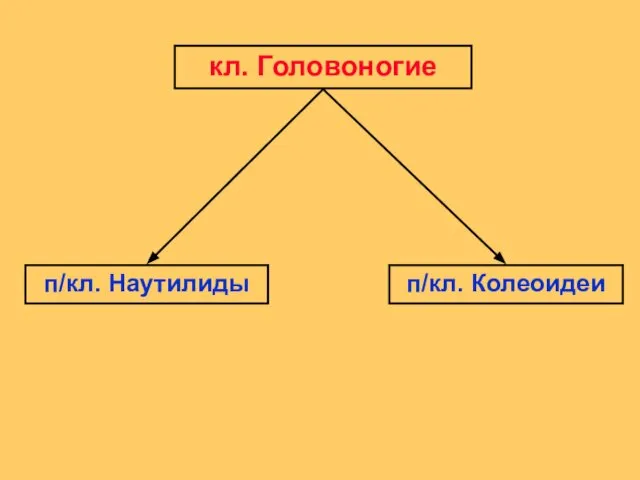 кл. Головоногие п/кл. Наутилиды п/кл. Колеоидеи