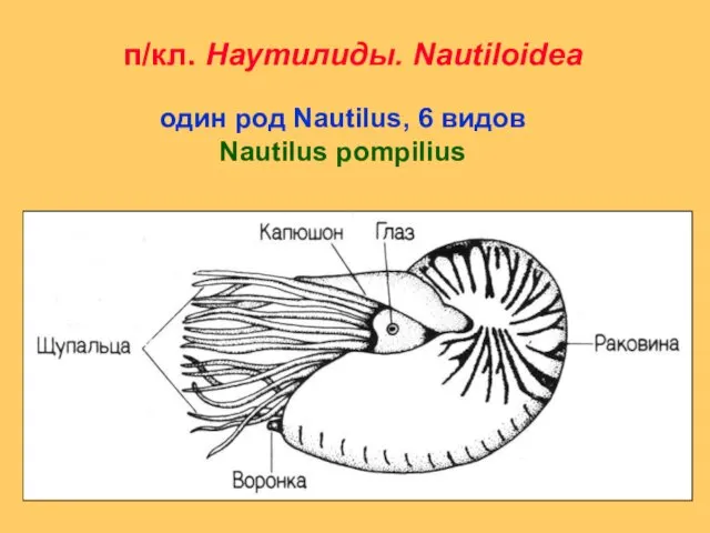 п/кл. Наутилиды. Nautiloidea один род Nautilus, 6 видов Nautilus pompilius