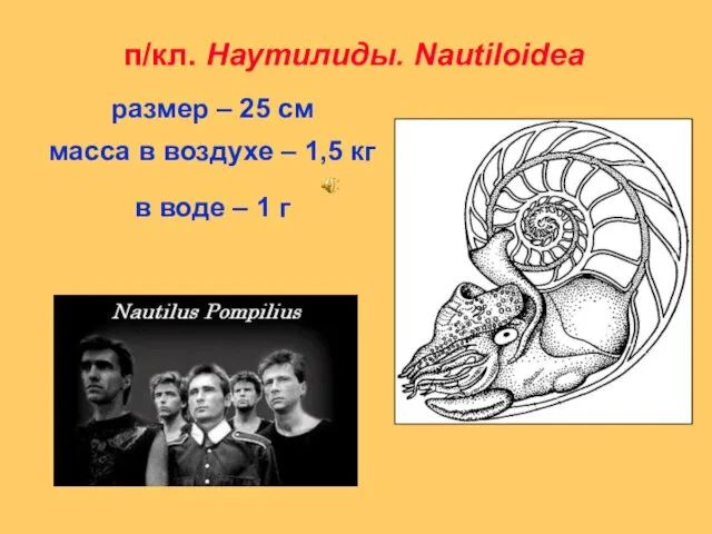 п/кл. Наутилиды. Nautiloidea размер – 25 см масса в воздухе –