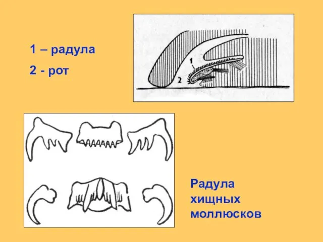 1 – радула 2 - рот Радула хищных моллюсков