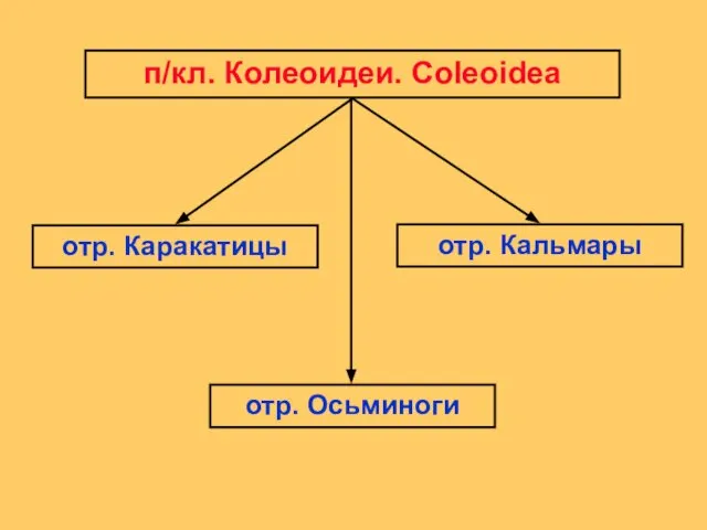 п/кл. Колеоидеи. Coleoidea отр. Каракатицы отр. Кальмары отр. Осьминоги