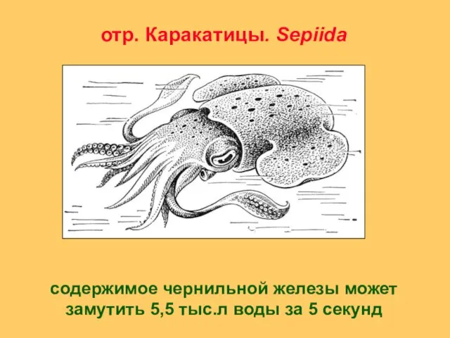 отр. Каракатицы. Sepiida содержимое чернильной железы может замутить 5,5 тыс.л воды за 5 секунд