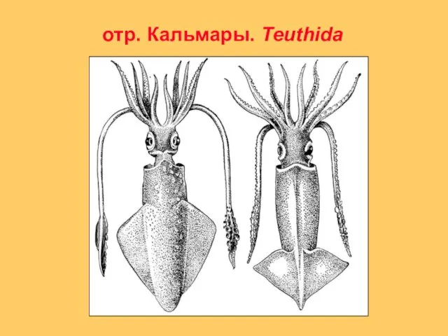 отр. Кальмары. Teuthida