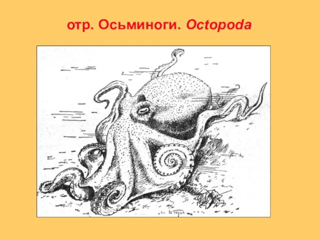 отр. Осьминоги. Octopoda