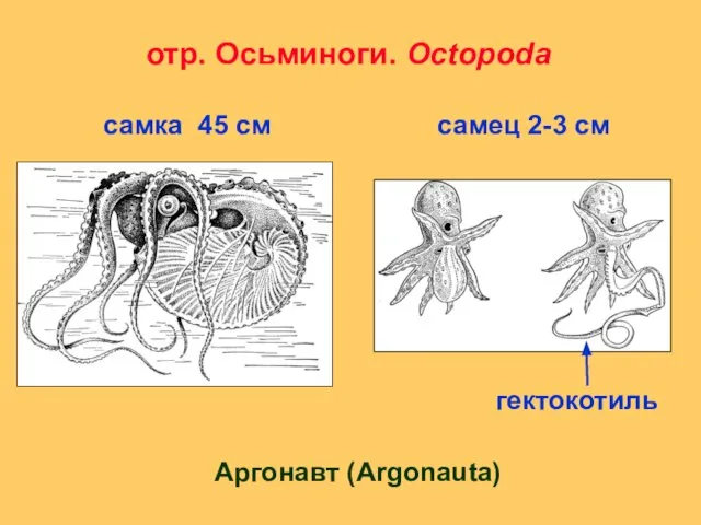 отр. Осьминоги. Octopoda Аргонавт (Argonauta) самка 45 см самец 2-3 см гектокотиль