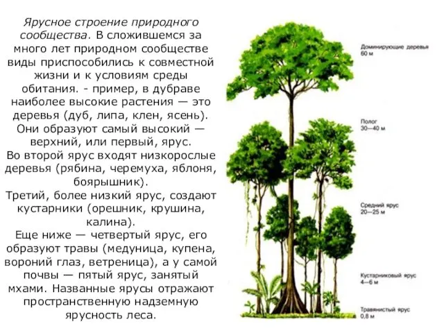 Ярусное строение природного сообщества. В сложившемся за много лет природном сообществе