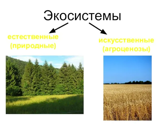 Экосистемы естественные (природные) искусственные (агроценозы)