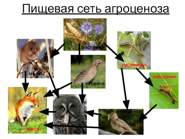 Пищевая сеть агроценоза жаворонок филин перепел наездник гусеницы лиса растения мышь