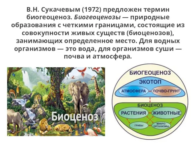 В.Н. Сукачевым (1972) предложен термин биогеоценоз. Биогеоценозы — природные образования с