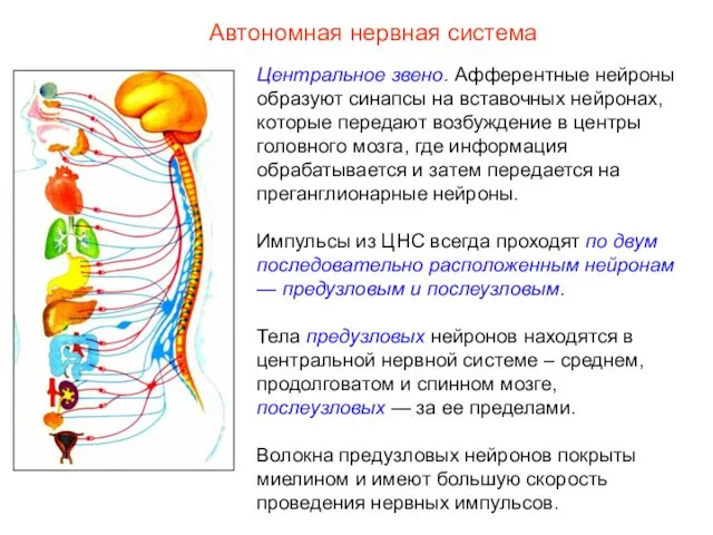 Автономная нервная система Центральное звено. Афферентные нейроны образуют синапсы на вставочных