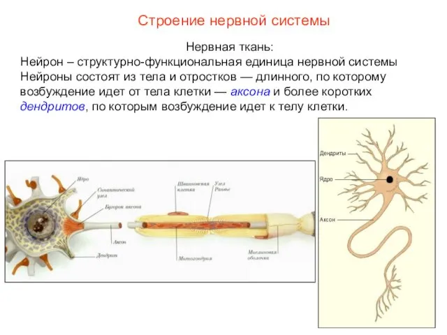 Строение нервной системы Нервная ткань: Нейрон – структурно-функциональная единица нервной системы