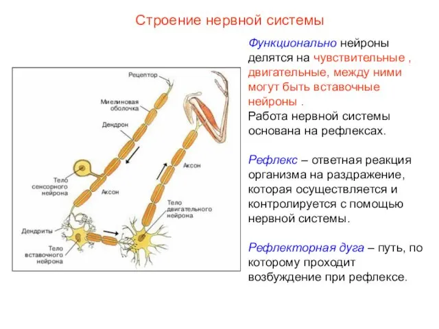 Строение нервной системы Функционально нейроны делятся на чувствительные , двигательные, между