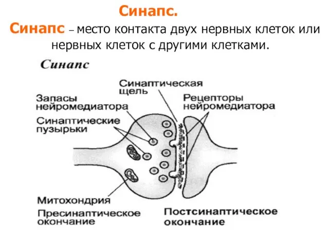 Синапс. Синапс – место контакта двух нервных клеток или нервных клеток с другими клетками.