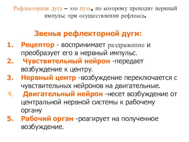 Рефлекторная дуга – это путь, по которому проходит нервный импульс при