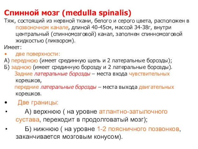 Спинной мозг (medulla spinalis) Тяж, состоящий из нервной ткани, белого и