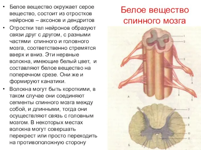 Белое вещество спинного мозга Белое вещество окружает серое вещество, состоит из