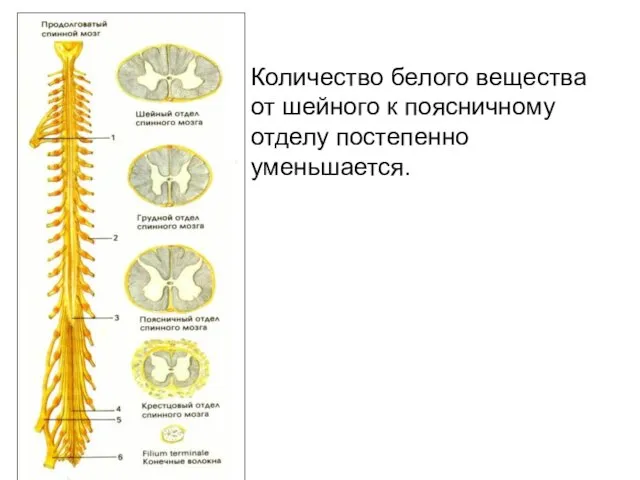 Количество белого вещества от шейного к поясничному отделу постепенно уменьшается.