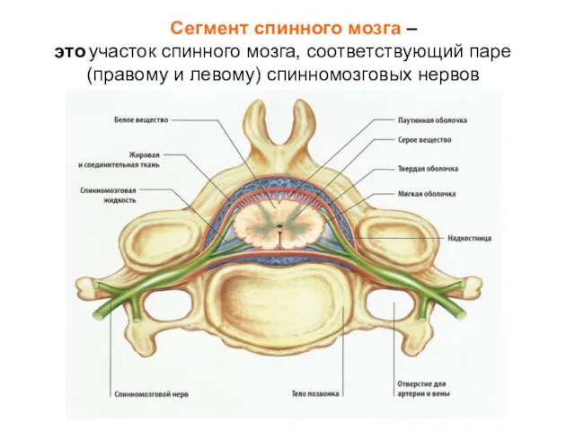 Сегмент спинного мозга – это участок спинного мозга, соответствующий паре (правому и левому) спинномозговых нервов