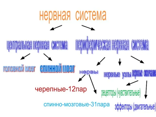 нервная система центральная нервная система периферическая нервная система головной мозг спинной