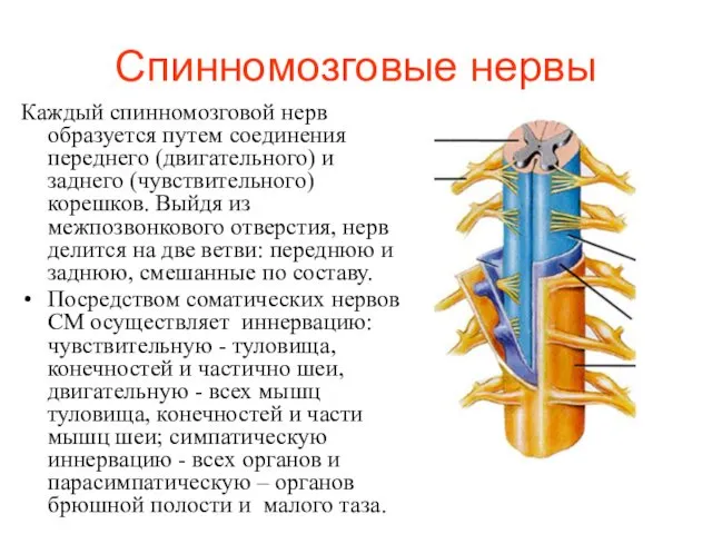 Спинномозговые нервы Каждый спинномозговой нерв образуется путем соединения переднего (двигательного) и