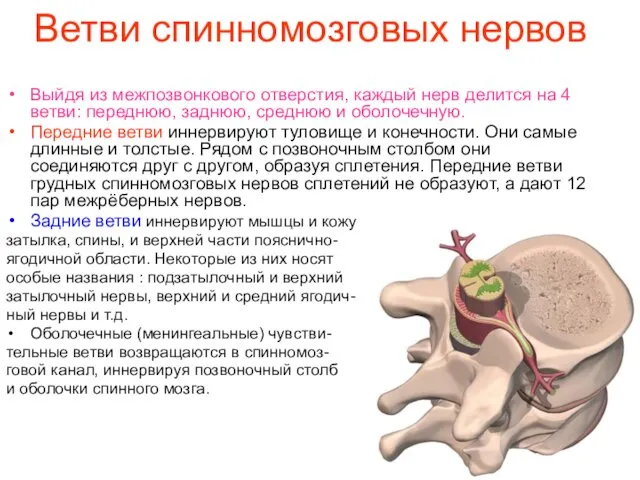 Ветви спинномозговых нервов Выйдя из межпозвонкового отверстия, каждый нерв делится на