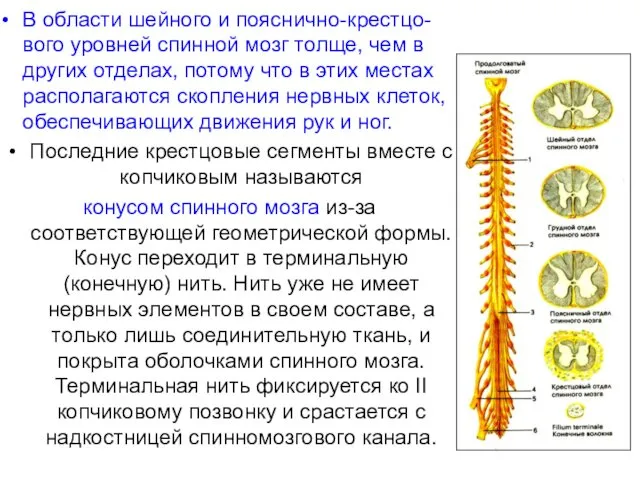 В области шейного и пояснично-крестцо-вого уровней спинной мозг толще, чем в