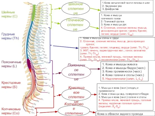 Шейные нервы (С) Грудные нервы (Th) Поясничные нервы (L) Крестцовые нервы
