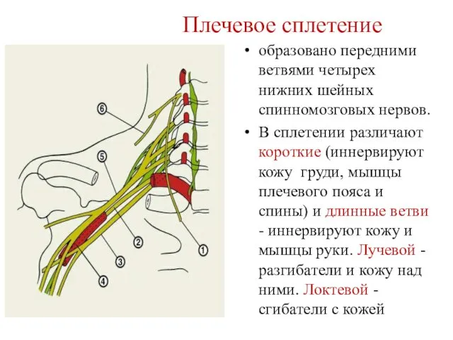 Плечевое сплетение образовано передними ветвями четырех нижних шейных спинномозговых нервов. В