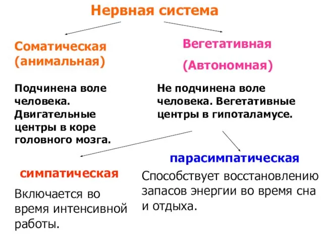 Нервная система Соматическая (анимальная) Вегетативная (Автономная) Подчинена воле человека. Двигательные центры