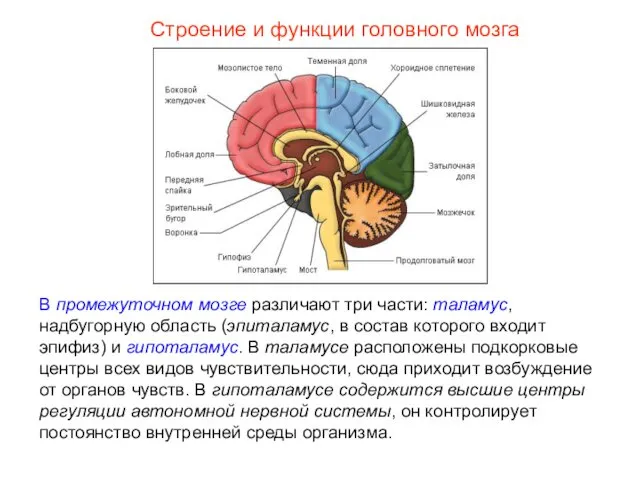 Строение и функции головного мозга В промежуточном мозге различают три части: