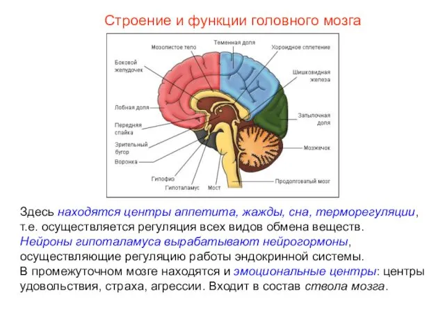 Строение и функции головного мозга Здесь находятся центры аппетита, жажды, сна,