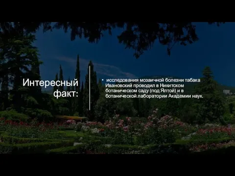 Интересный факт: исследования мозаичной болезни табака Ивановский проводил в Никитском ботаническом
