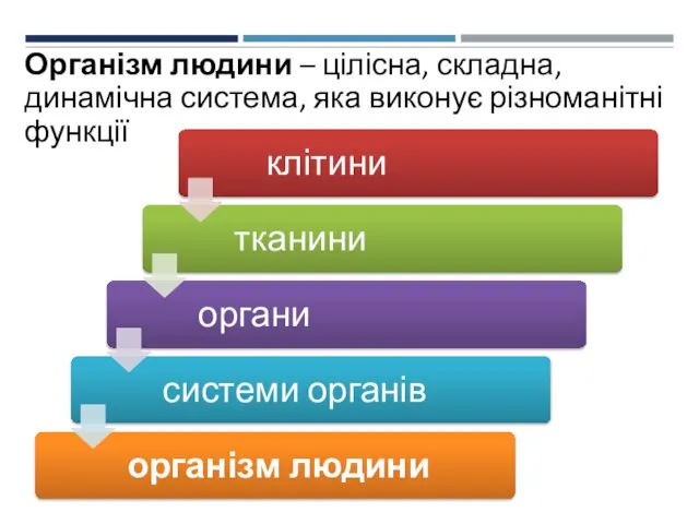 Організм людини – цілісна, складна, динамічна система, яка виконує різноманітні функції