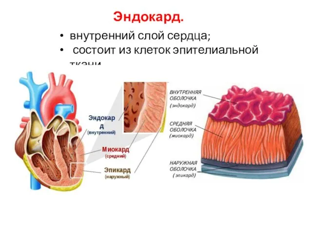 Эндокард. внутренний слой сердца; состоит из клеток эпителиальной ткани.