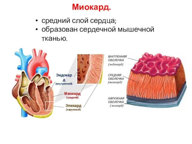 Миокард. средний слой сердца; образован сердечной мышечной тканью.