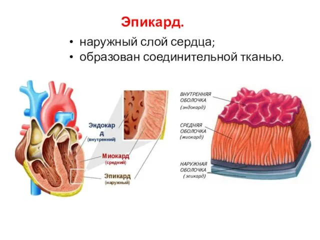 Эпикард. наружный слой сердца; образован соединительной тканью.